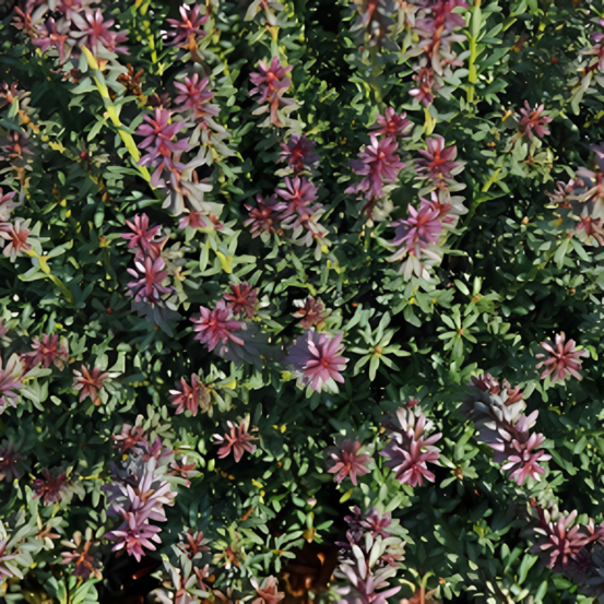 Podocarpe red kiss - podocarpus alpinus red kiss 10/15 cm pot 2,5l