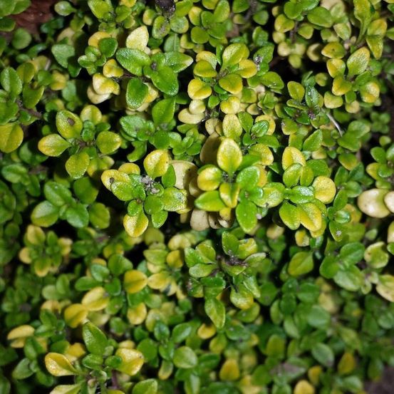 Thym citron doone valley lot de 5 godets