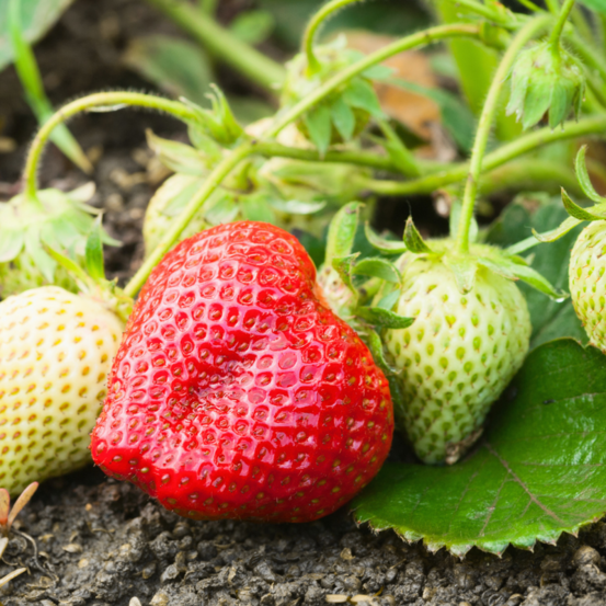 3 plants fraisier cirano remontant motte 7cm