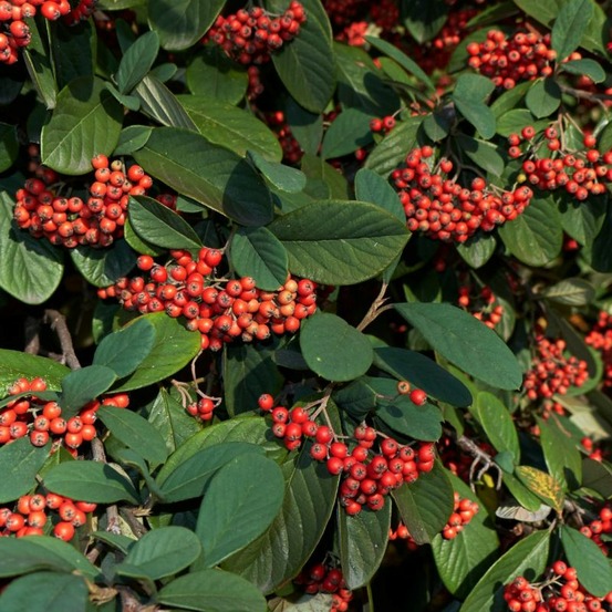 Cotonéaster lacté - cotoneaster lacteus en pot 7,5l 40cm