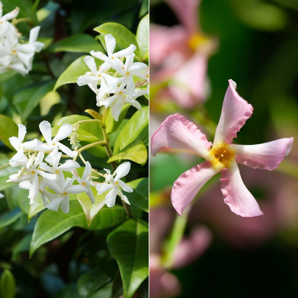 Collection de 2 jasmin étoilé rose et blanc - les 2 pots / ø 9cm