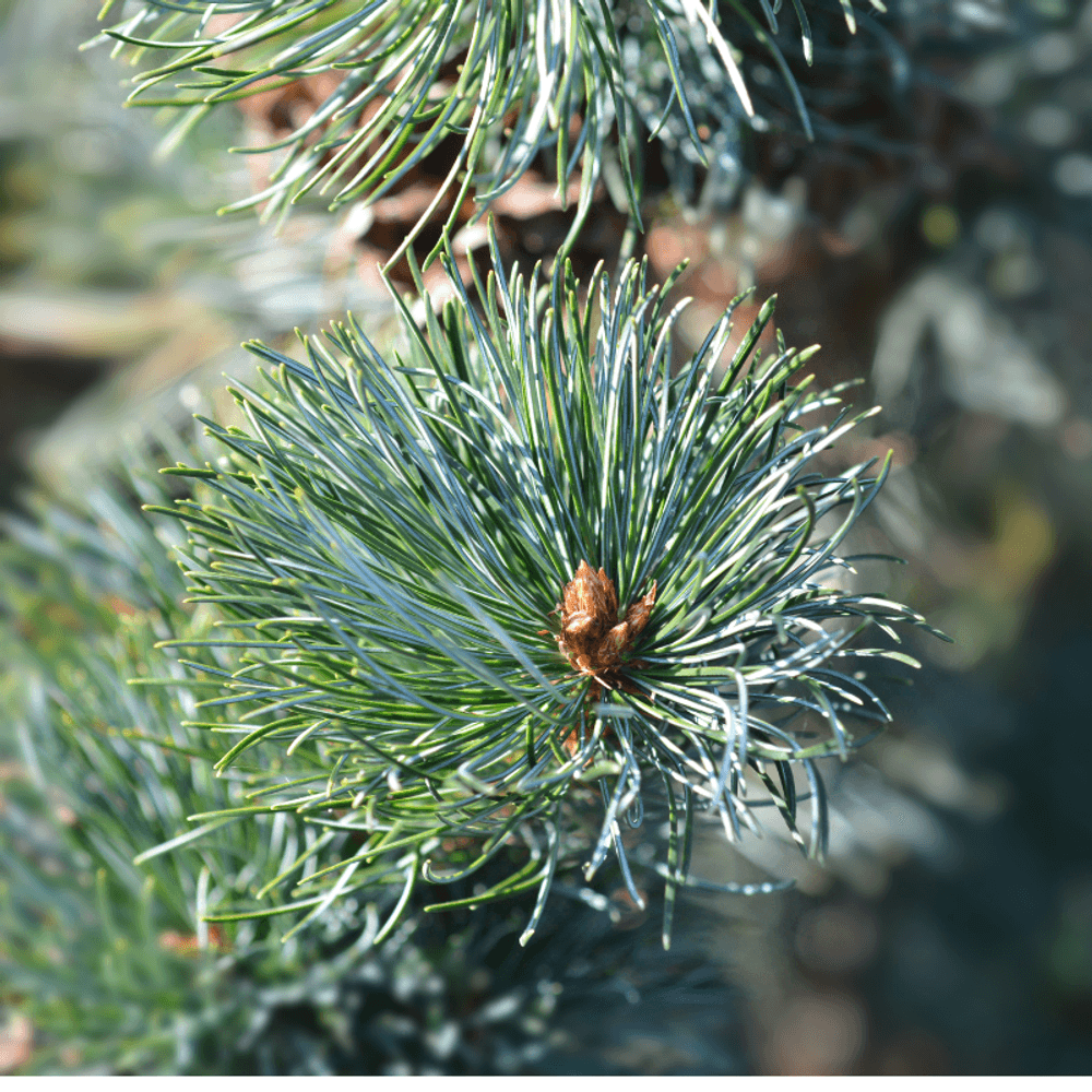 Pin negishi - pinus parviflora negishi 25/35cm pot 2,5l