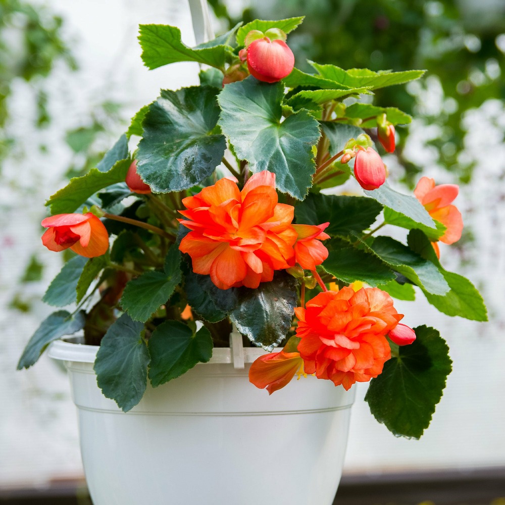 Bégonia à grandes fleurs oranges - le pot / ø 10,5cm