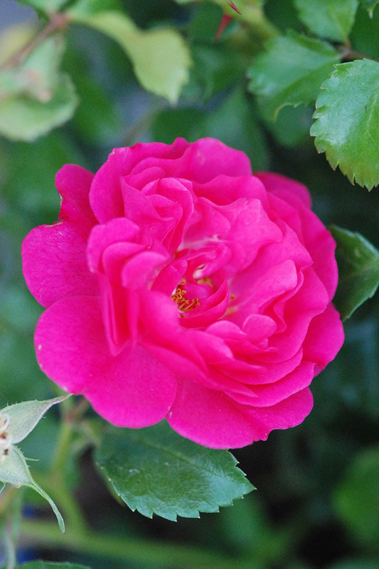 Rosier décorosiers ? 'emera ?' - en pot de 5 litres