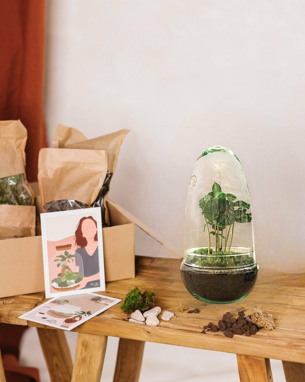 Kit terrarium diy - alba caféier -