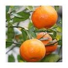 Mandarine reticulata satsuma/citrus reticulata subsp. Unshiu[-]pot de 5l - 40/60 cm