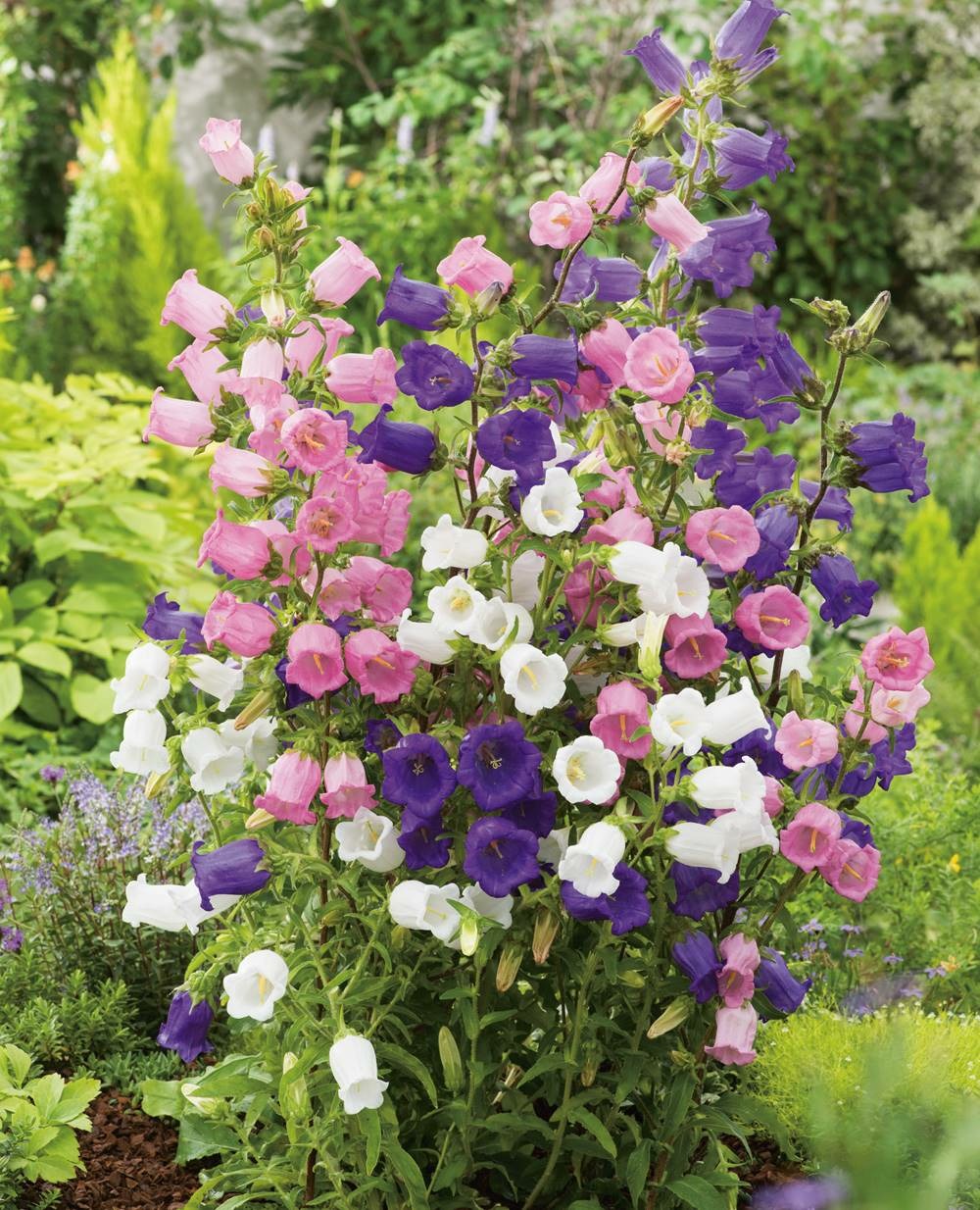 Campanule medium melange plante vivace - 3 godets