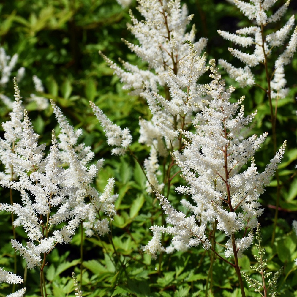 Astilbe d'arends brautschleier - le pot / ø 9cm