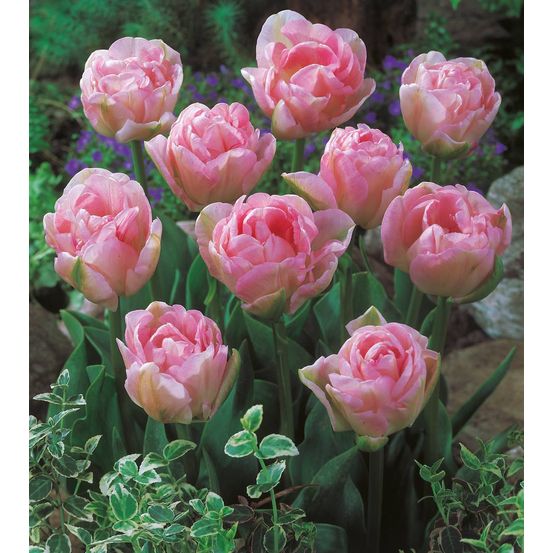 Offre 15 tulipes angelique