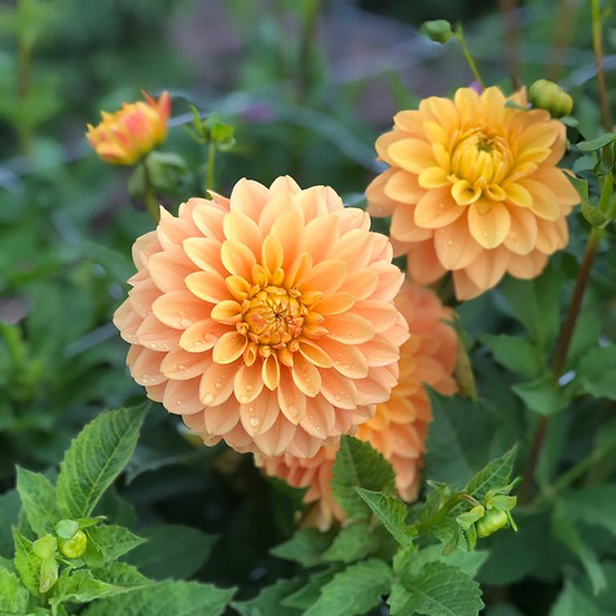 Dahlia balle 'bocherell' bulbe calibre i