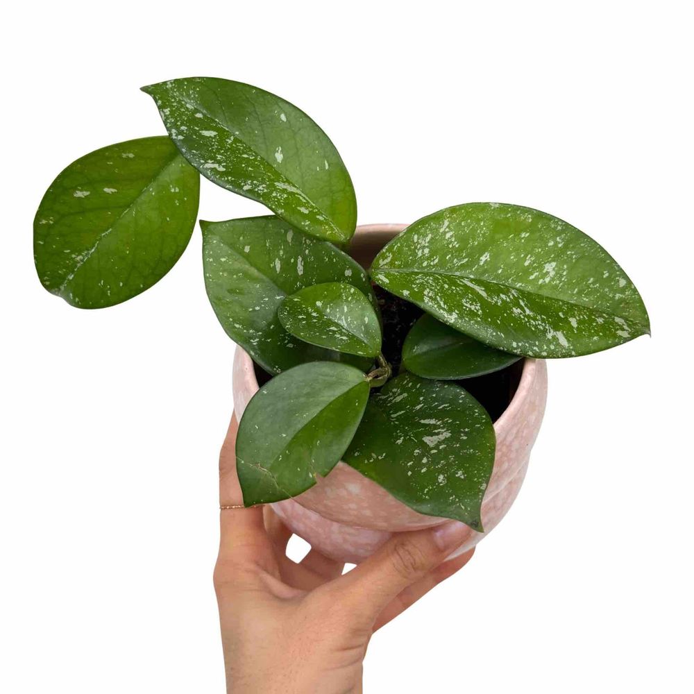 Hoya carnosa freckles splash - pot de 9cm