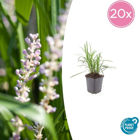 Ophiopogon - herbe aux turquoises 'moneymaker' x20 – entre 1,25 et 1,67m2