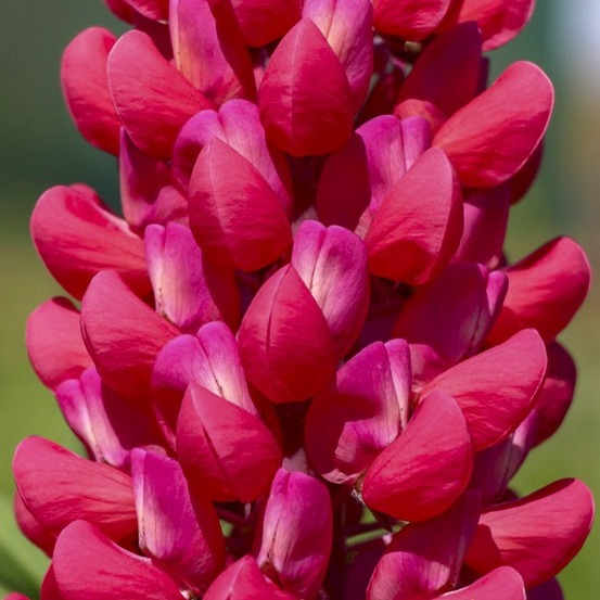 Lupin 'west country red rum' pot de 10 cm/11cm
