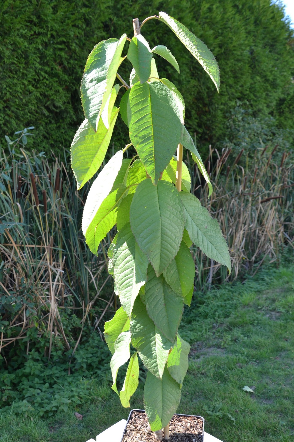 Cerisier nain 'sylvia' pot de 4l/5l, colonnaire