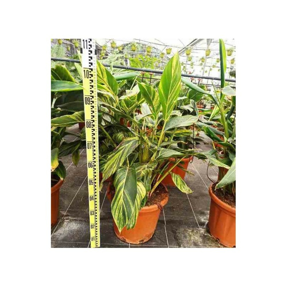 Alpinia zerumbet variegata (gingembre coquille) pot de 25l - 80/100cm