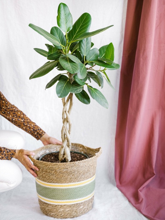 Ficus benghalensis audrey 120cm - plante d'intérieur