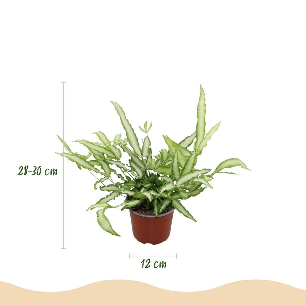 Pteris cretica albolineata - pet-friendly - plante fougère - pot de 12cm - hauteur 20-30cm