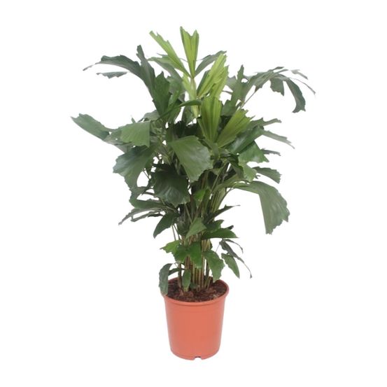 Caryota mitis - ø24cm - ↕110cm - plantes d'intérieur