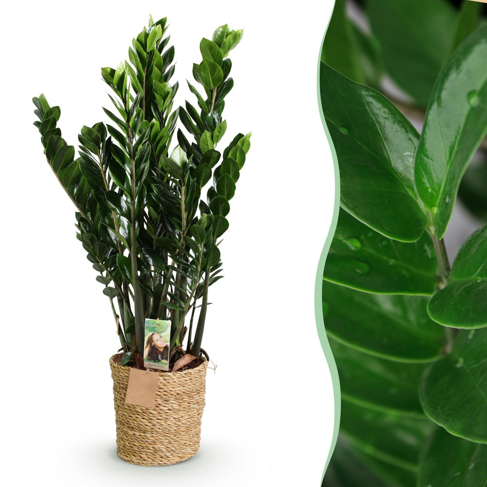 Zamioculcas zz plant – pot 21 cm – hauteur 80-90 cm