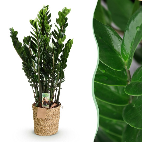 Zamioculcas zz plant – pot 21 cm – hauteur 80-90 cm