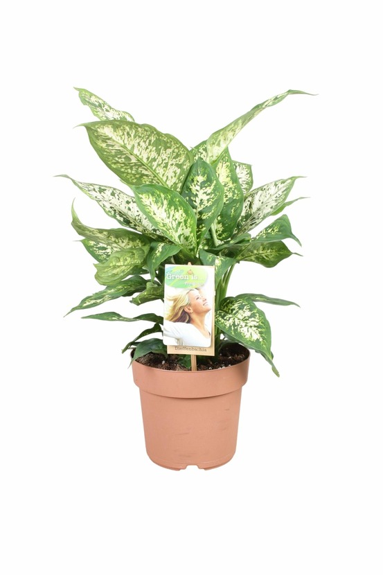 Plante d'intérieur - dieffenbachia 'compacta' 45cm - plante d'intérieur 45cm