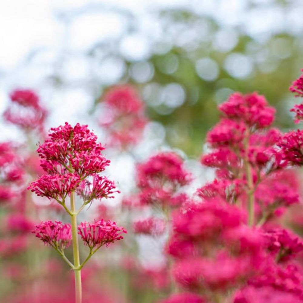 Valériane rouge 'coccineus' (centranthus ruber 'coccineus')