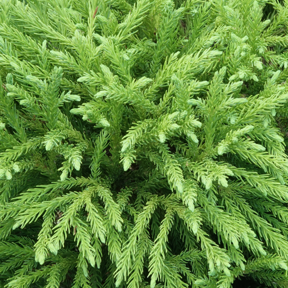 Cryptoméria du japon globosa nana - cryptomeria japonica globosa nana 40cm demi-tige