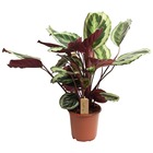 Calathea marion - la plante vivante - pot 21cm - hauteur 60-70cm