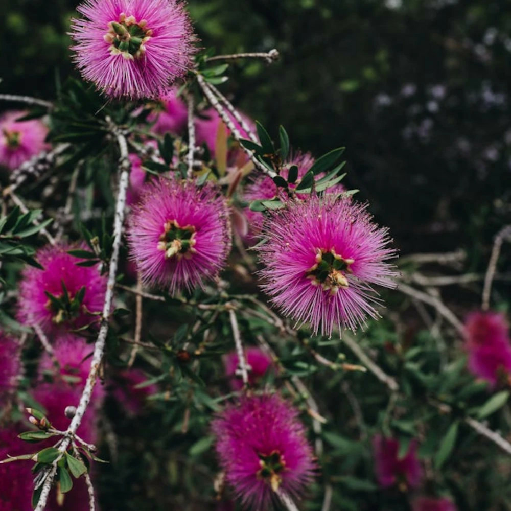 Rince-bouteilles violaceus, callistemon pot de 7,5l - 60/80 cm