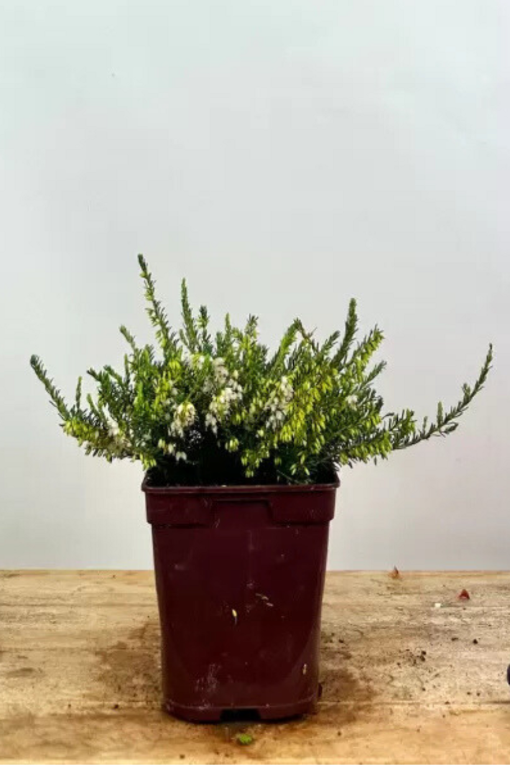 Bruyère d'hiver 'snow surprise' - en pot de 1 litre