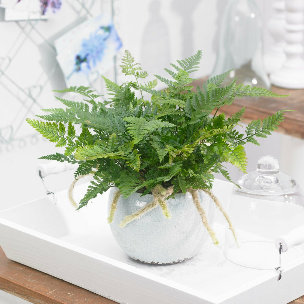 Fougère patte de lapin - le pot / ø 12cm / hauteur livrée environ 20cm