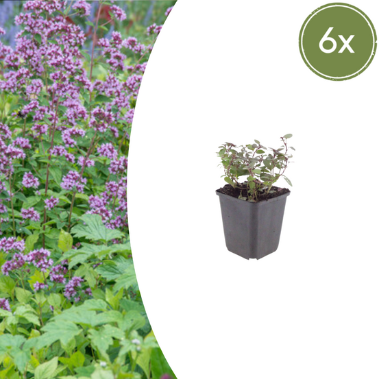 Origan violet (origanum laevigatum) 'herrenhausen' - 6