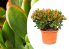 Crassula ovata 'sunset' m - plante d'intérieur - succulente - ⌀ 17cm - h30-35cm