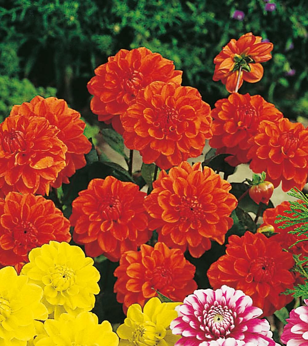 Dahlias deco garden wonder