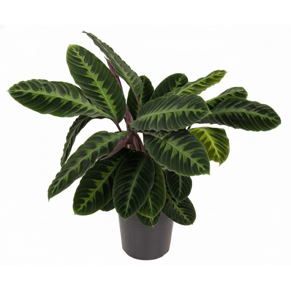 Calathea warscewiczii - plantes d'intérieur