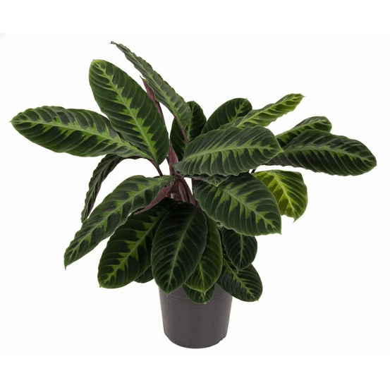 Calathea warscewiczii - plantes d'intérieur