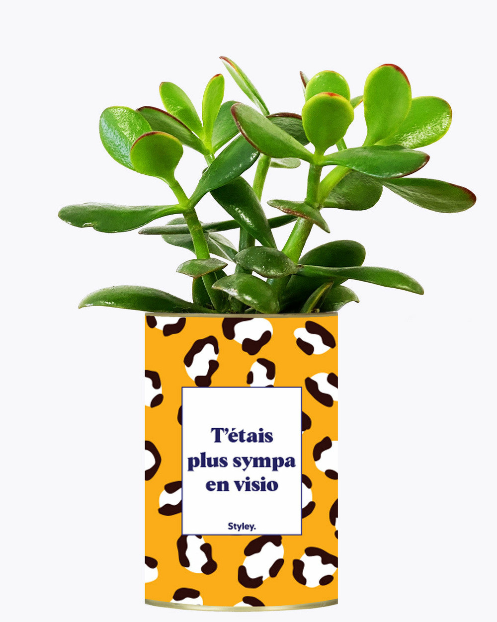 Idée cadeau - t'étais plus sympa en visio - cactus