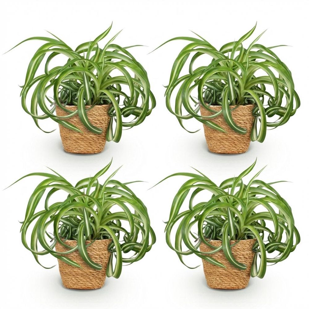 Chlorophytum comosum bonnie - pet-friendly - pot de 12cm - hauteur 20cm