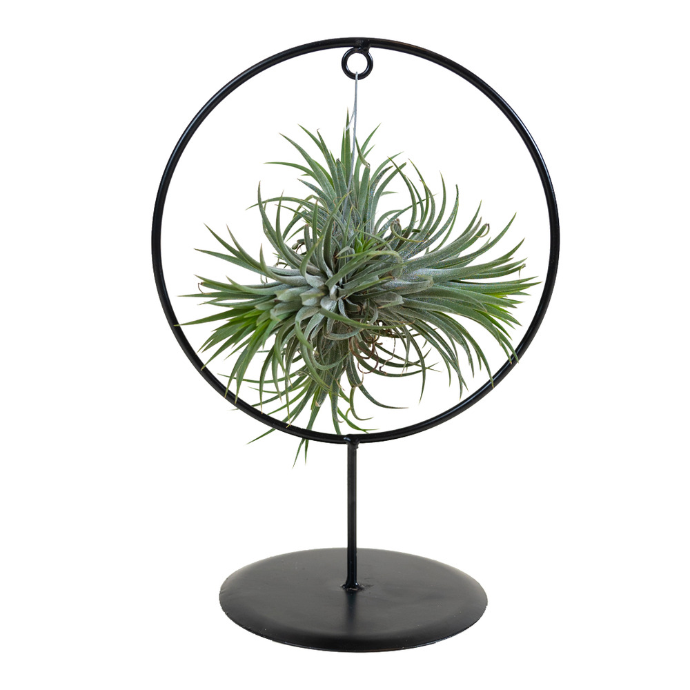 Bloomique - tillandsia magic ball en anneau - plante aérienne - plante d’intérieur - 30 cm de haut