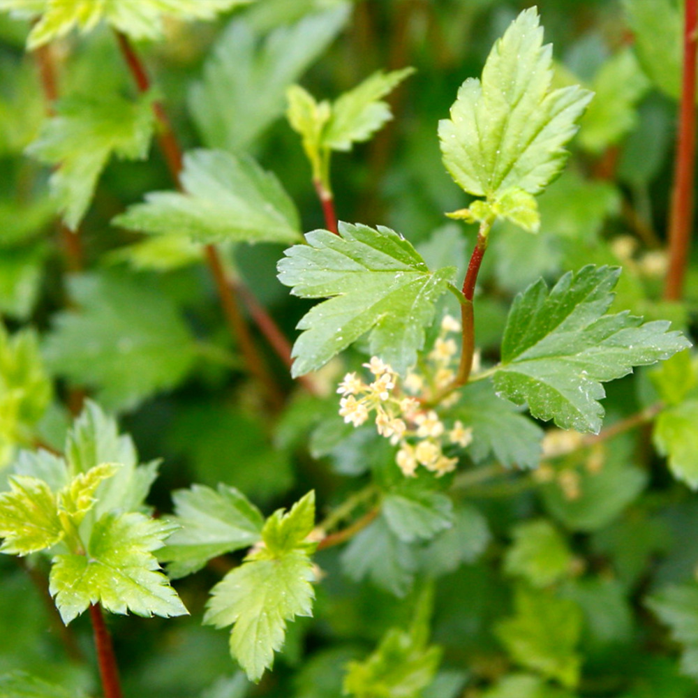 Groseillier des alpes 'schmidt' racines nues