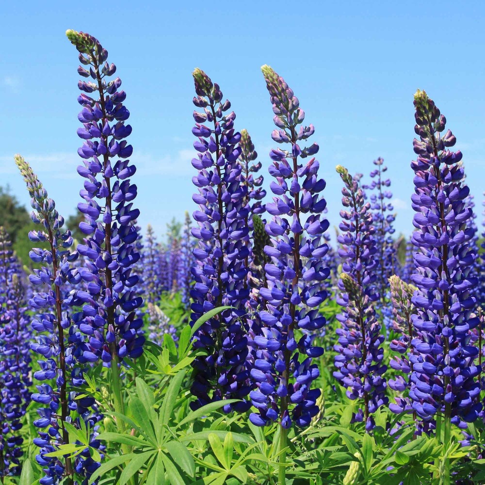 3 lupins bleus - le paquet de 3 racines nues, vendu par lot de 4