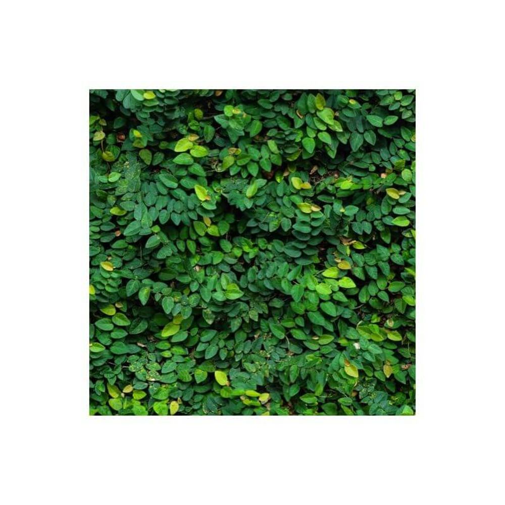 Figuier rampant (ficus pumila) - godet 9cm | Truffaut