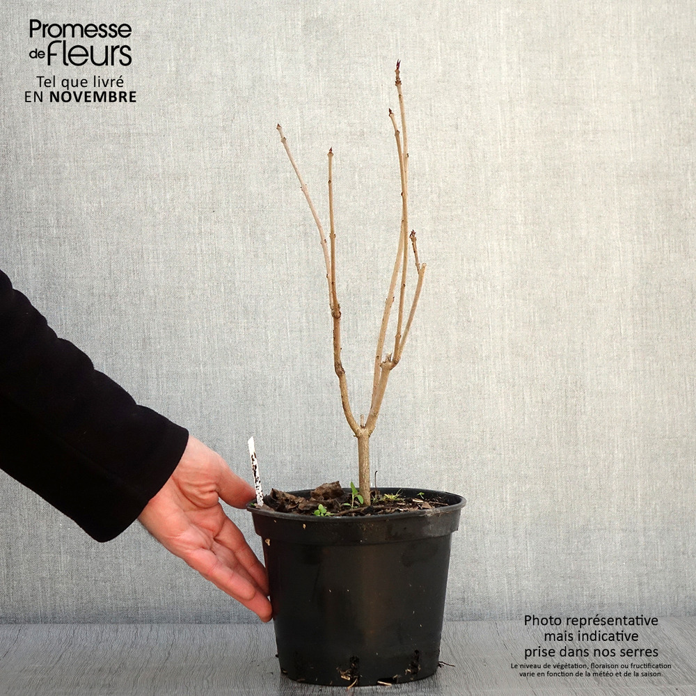 Arbre du clergé 'fargesii' pot de 2l/3l