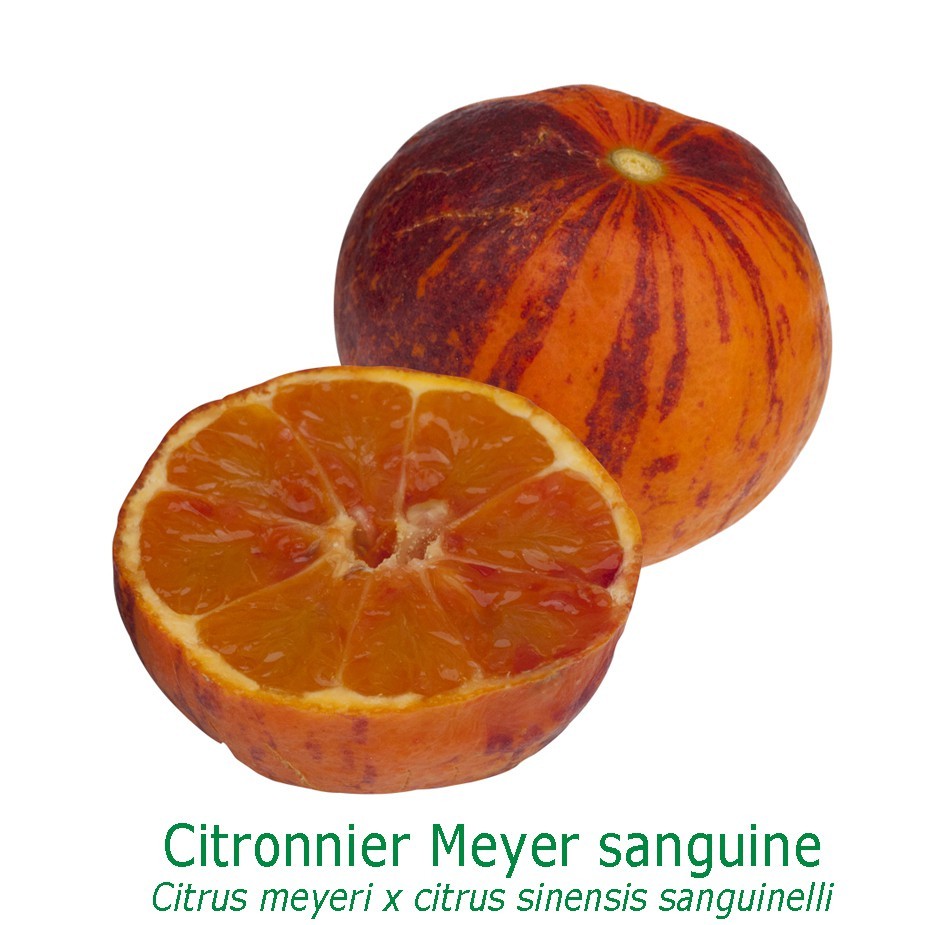 Orangine ® / meyer sanguin bio tailles:pot de 3 litres, hauteur 30/40 cm