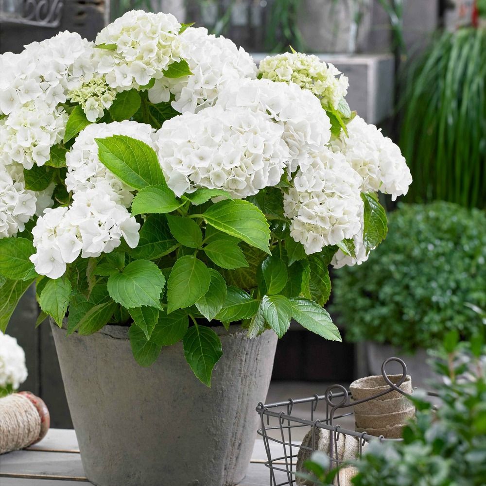 Hortensia blanc - le pot / 3l