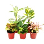 Mini plantes - ensemble de 5 mini plantes multicolores - idéal pour les petits bols et verres - bébé plante dans un pot de 5,5 cm