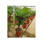 Ficus lyrata (ficus lyre) taille pot de 25l- 125/150cm
