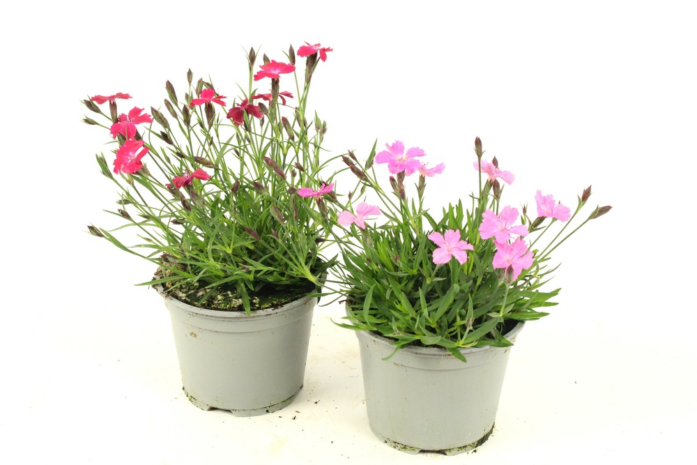 Oeillet kahori pot 10,5 cm