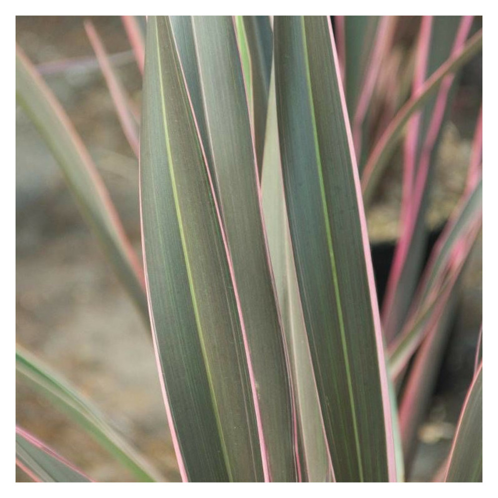 Lin de nouvelle-zélande pink stripe, phormium pot de 5l - 40/60 cm