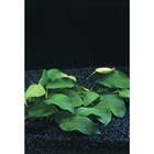 Plante aquatique : Anubia nana en pot